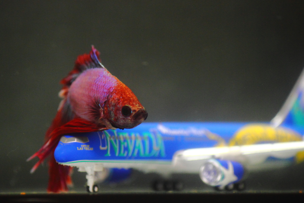 熱帯魚・ベタ (8)