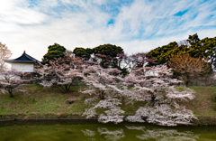 千鳥ヶ淵・2016