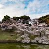 千鳥ヶ淵・2016