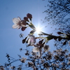 花の便り・２