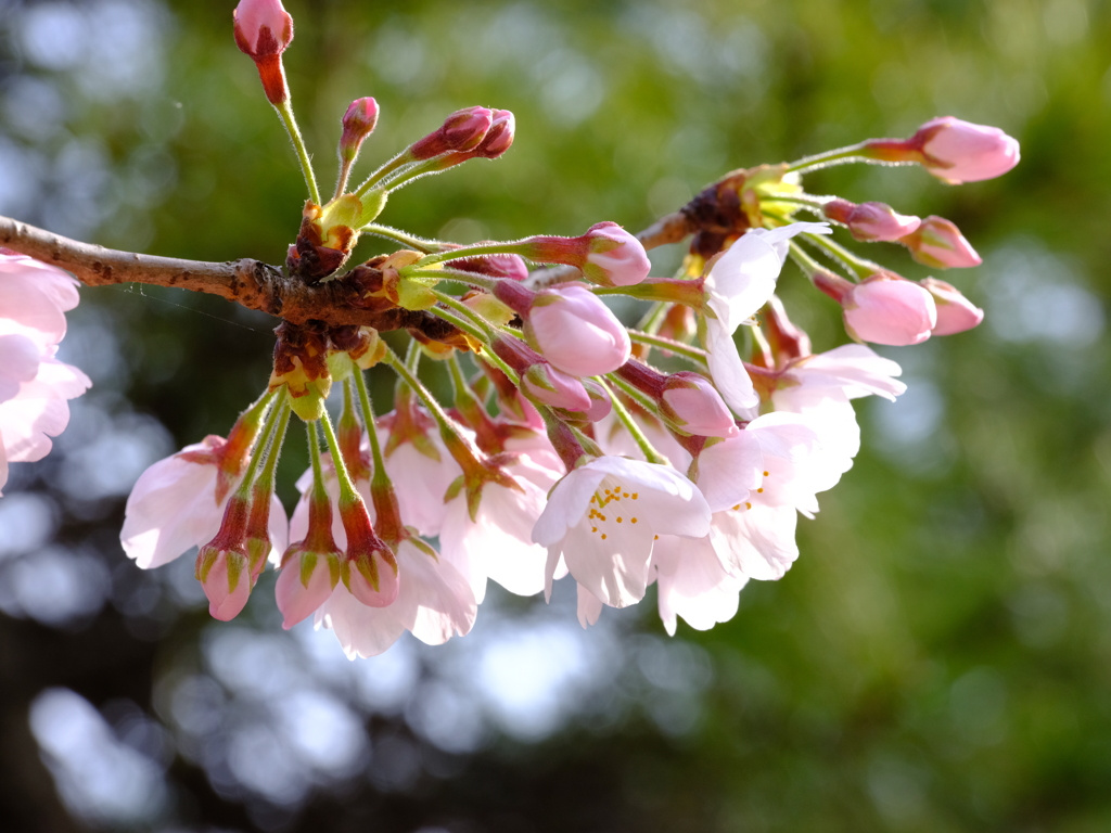 花便り