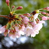 花便り