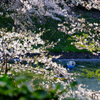 千鳥ヶ淵・2014