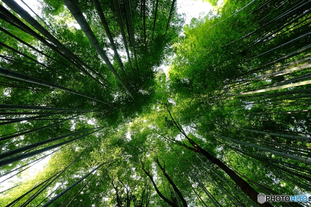 竹のロマンチック街道・６