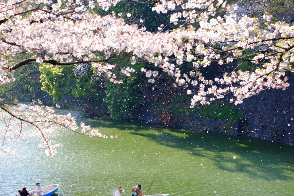 『桜に乾杯』