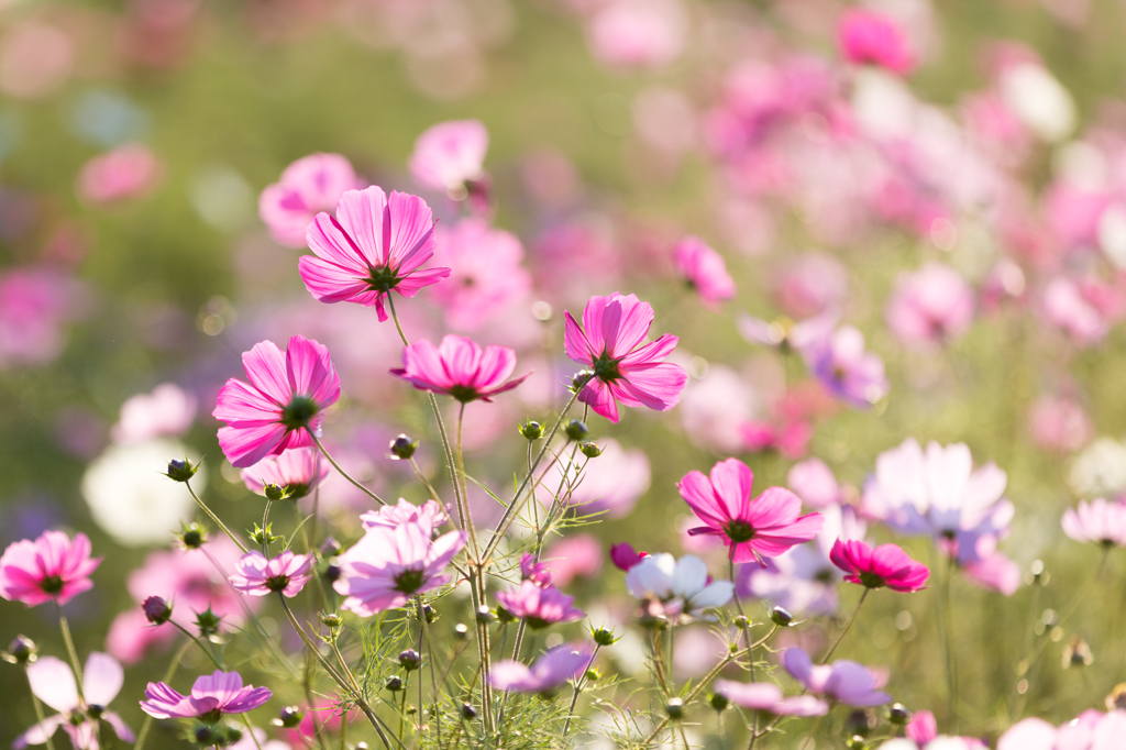 〜秋桜〜