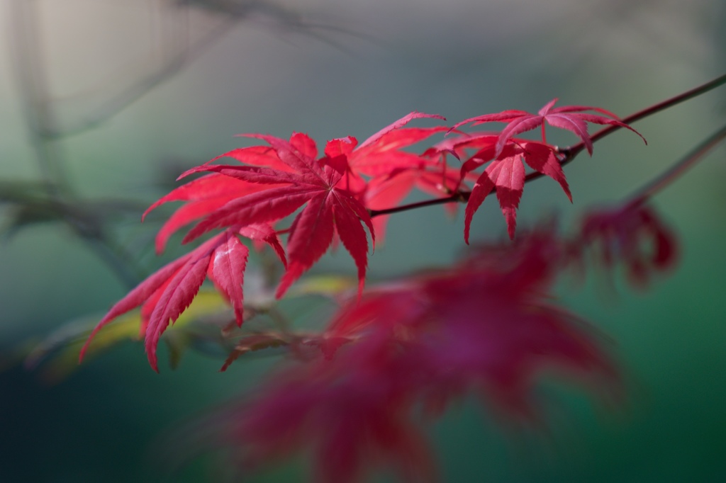 五月の紅葉