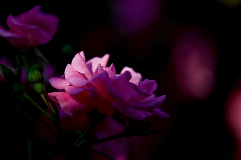 ツル　ブルームーン