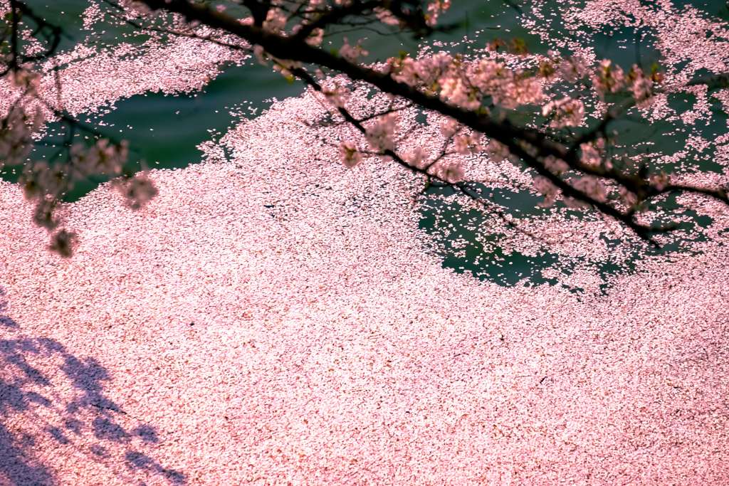 花筏