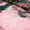 花筏