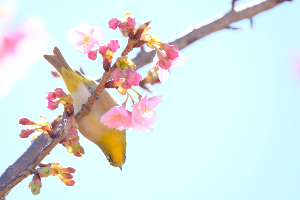 春うらら by horizon （ID：6437522） - 写真共有サイト:PHOTOHITO