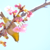 春うらら