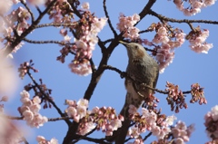 『春待ち鳥』