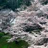 桜・2016・3