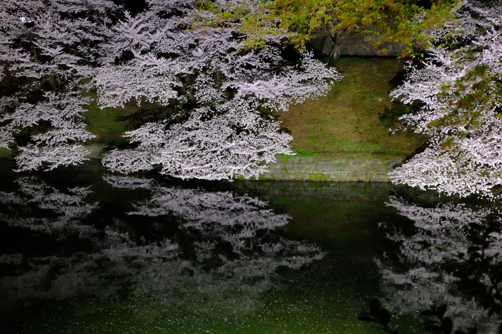 『祝いの桜』