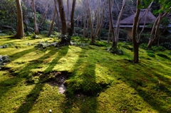 祇王寺・２