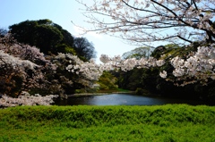 『皇居の桜』