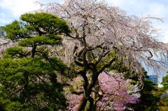 『皇居の桜』〜その弐〜