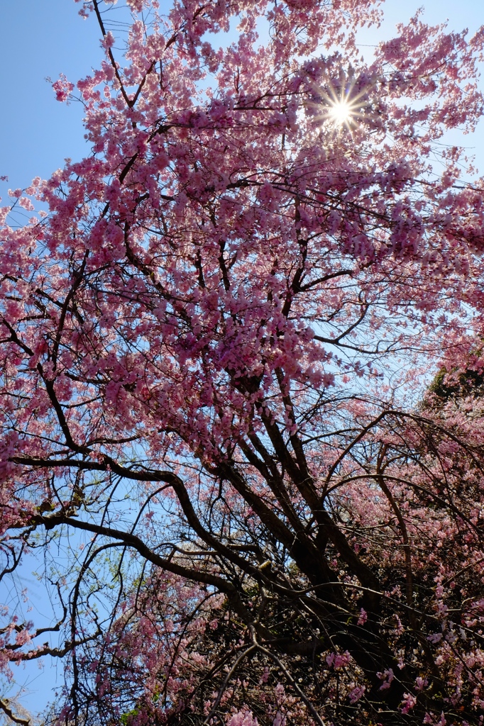 『皇居の桜』〜その壱〜