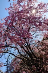 『皇居の桜』〜その壱〜