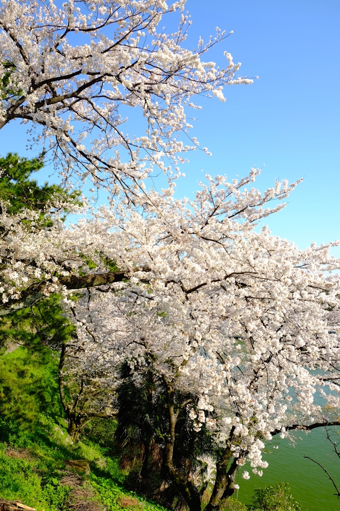 都会の桜