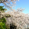 都会の桜