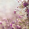 囁かな花