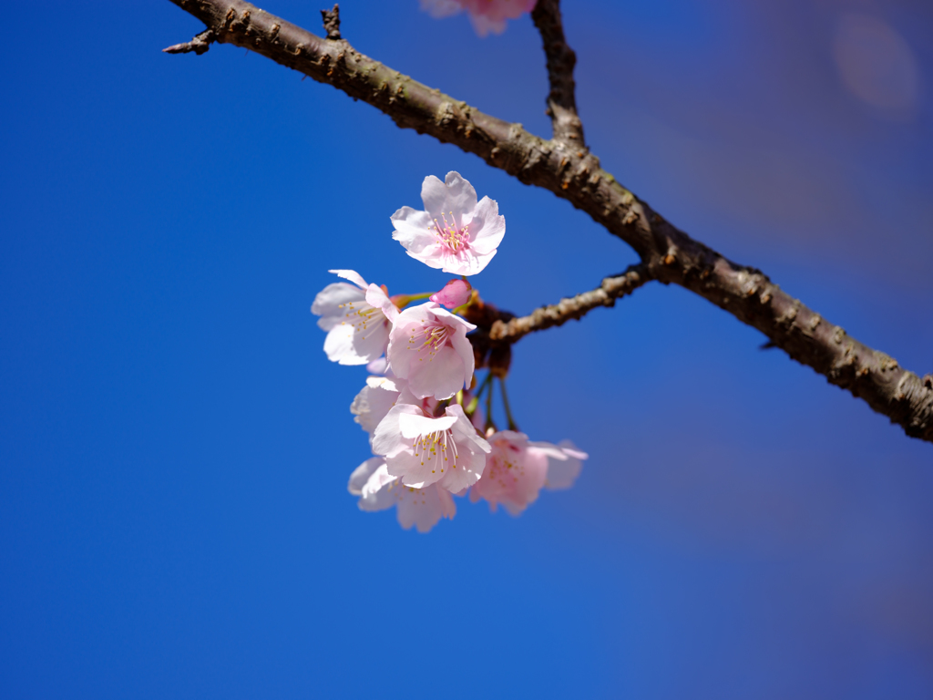 老木桜