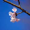 老木桜
