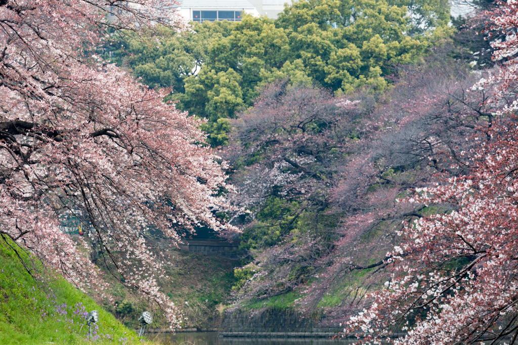 桜・2016・４