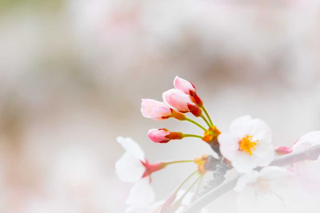 桜・2016・9