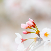 桜・2016・9