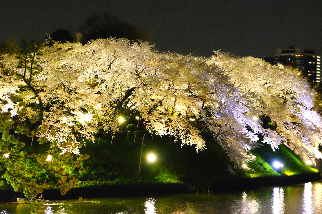 『祝いの華』