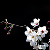 桜・2016・５