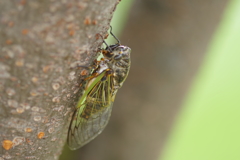 IMGP0059