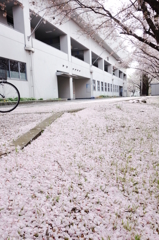「サクラチル」