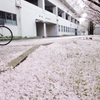 「サクラチル」