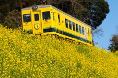 菜の花列車 春を行く