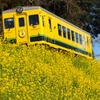 菜の花列車 春を行く