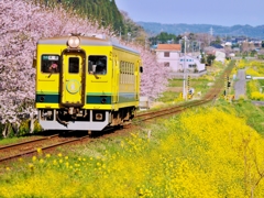 菜の花列車 春を行く