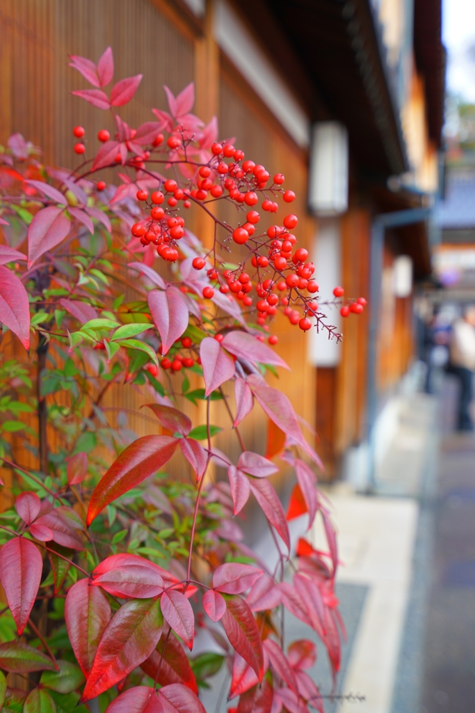東山茶屋街の紅葉