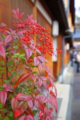 東山茶屋街の紅葉