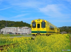 菜の花電車　春を行く