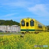 菜の花電車　春を行く