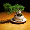 BONSAI