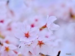 今年の桜