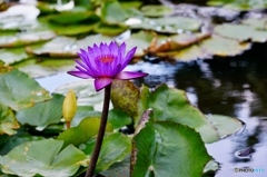 今日の花