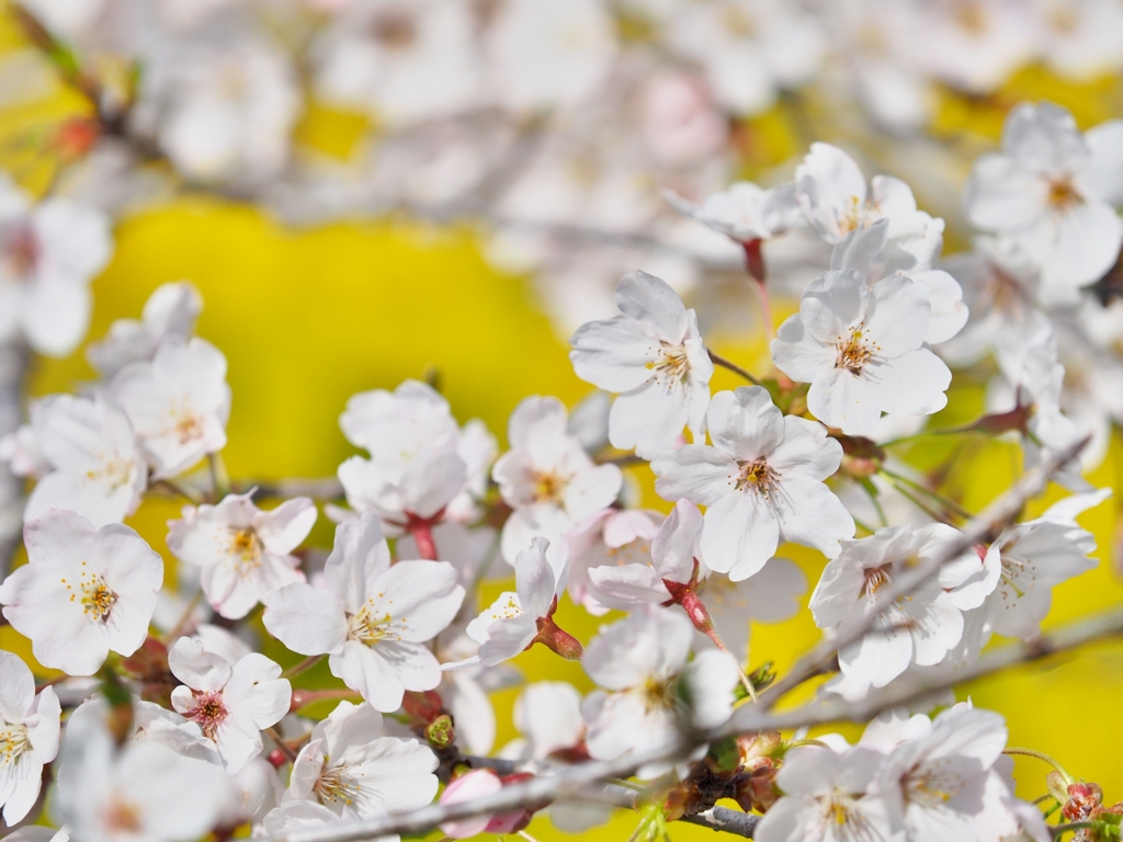 桜２０１５