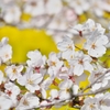 桜２０１５
