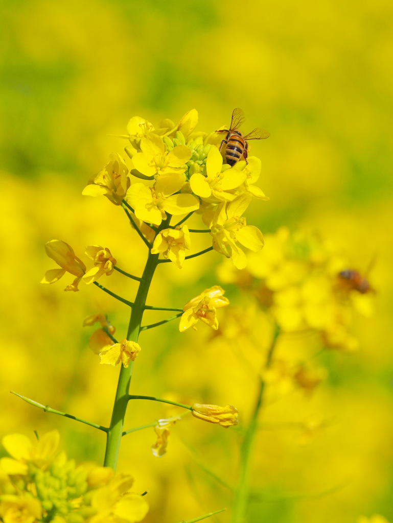 菜の花 honey bee